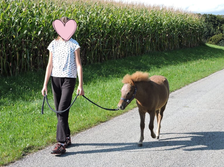 Shetland Ponies Stallion Foal (04/2025) Chestnut-Red in Stroheim