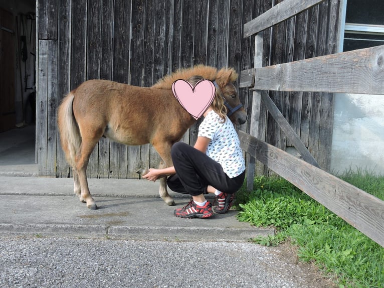 Shetland Ponies Stallion Foal (04/2025) Chestnut-Red in Stroheim