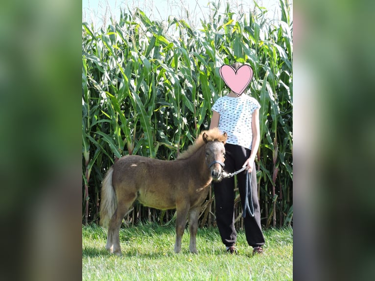 Shetland Ponies Stallion Foal (04/2025) Chestnut-Red in Stroheim