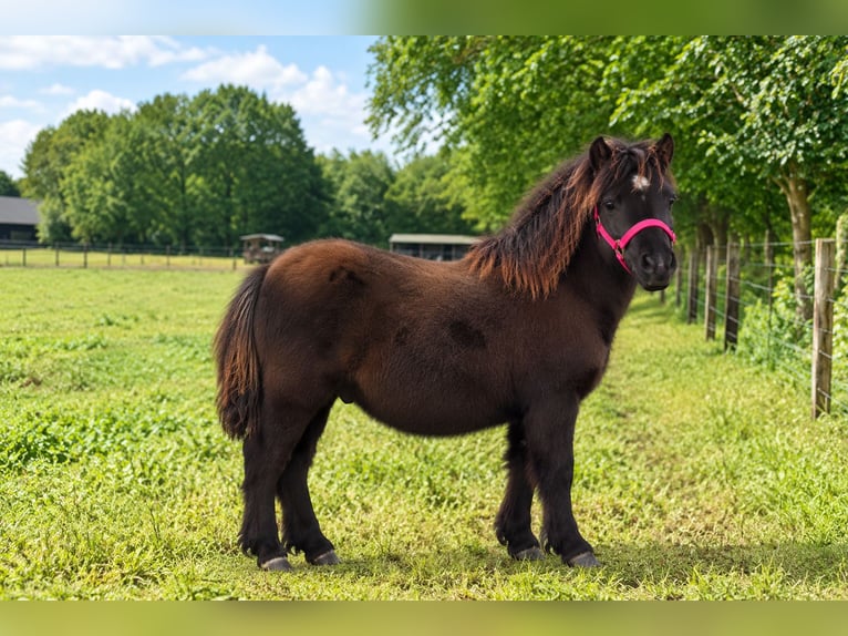 Shetland Ponies Stallion Foal (01/2026)  in Achtmaal