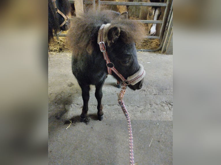 Shetland Pony, Animal World