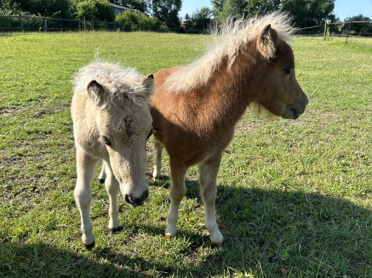 Shetland Ponies Stallion  in Friedberg