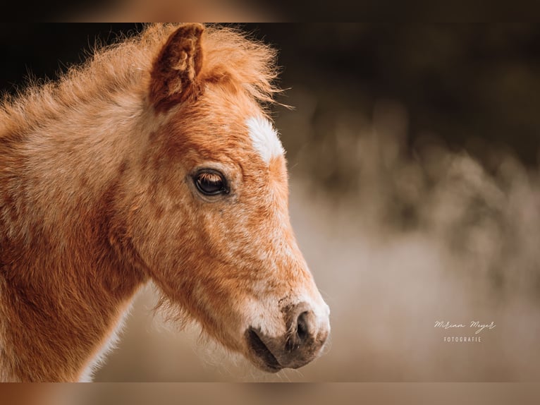 Shetland Ponies Stallion Foal (04/2026) Leopard-Piebald in Creußen