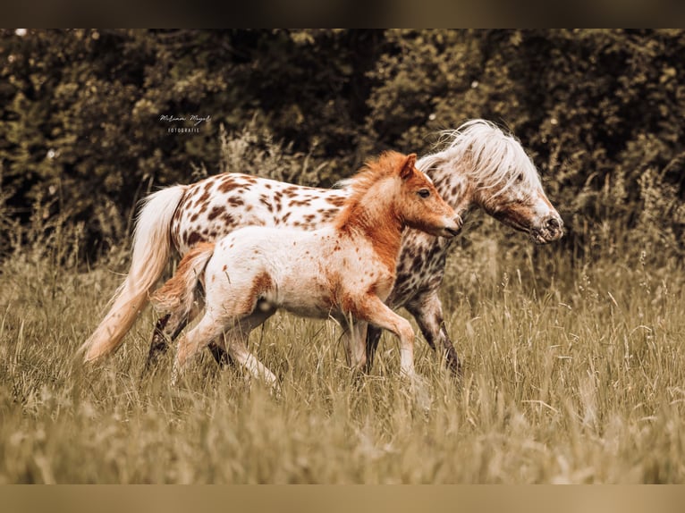 Shetland Ponies Stallion Foal (04/2026) Leopard-Piebald in Creußen