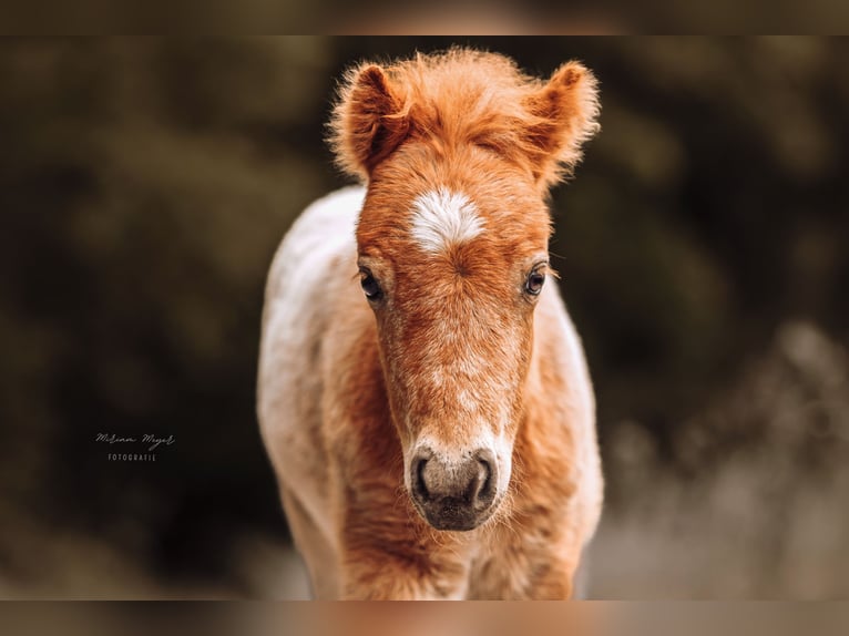 Shetland Ponies Stallion Foal (04/2026) Leopard-Piebald in Creußen