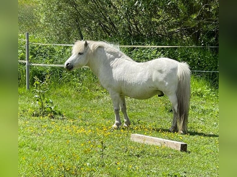 Shetland Ponies Stallion Gray in Oppurg