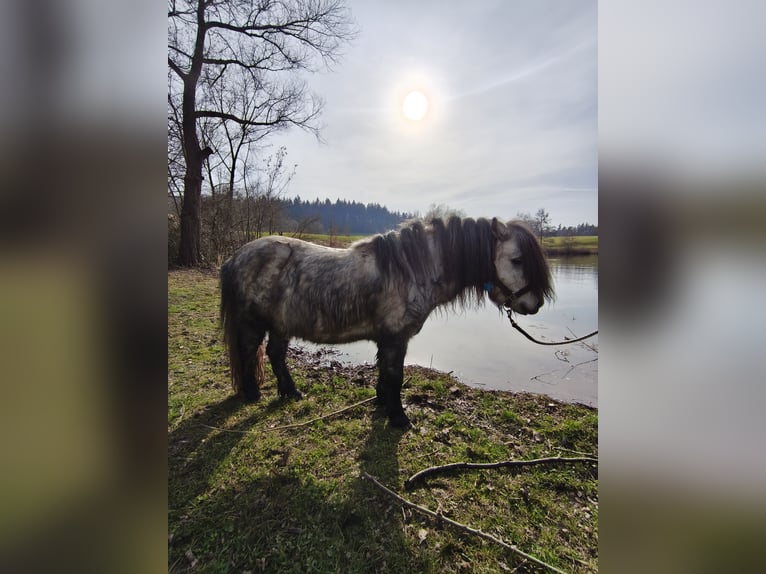 Shetland Ponies Stallion Grey in Sinsheim