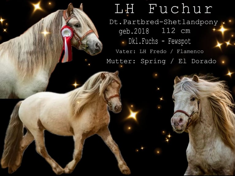 Shetland Ponies Stallion Leopard-Piebald in Gro&#xDF; Molzahn