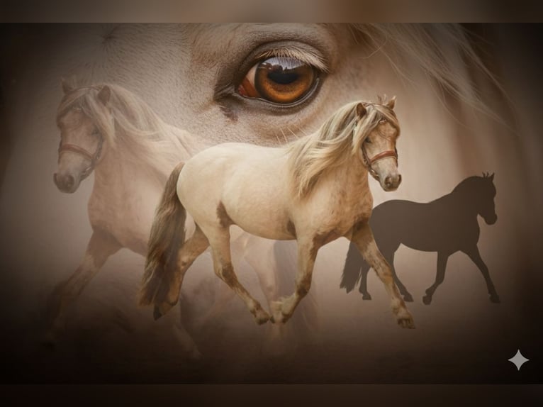 Shetland Ponies Stallion Leopard-Piebald in Groß Molzahn