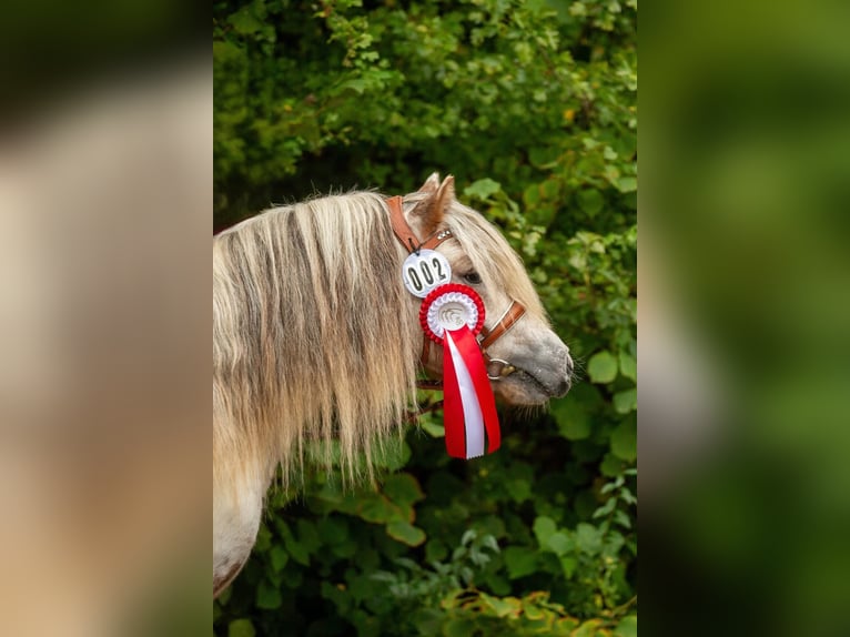 Shetland Ponies Stallion Leopard-Piebald in Groß Molzahn