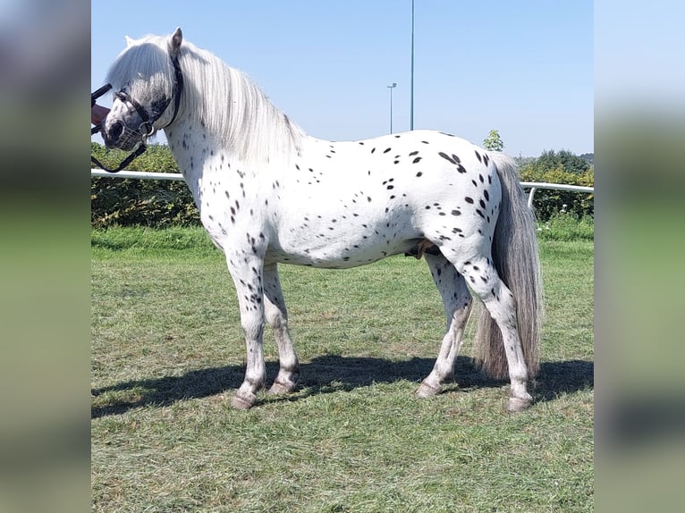 Shetland Ponies Stallion Leopard-Piebald in Bobitz