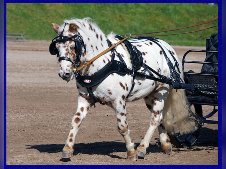 Shetland Ponies Stallion Leopard-Piebald in Sulzberg