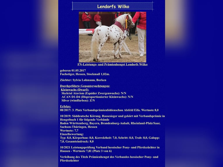 Shetland Ponies Stallion Leopard-Piebald in Sulzberg