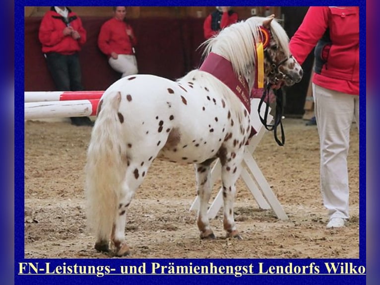 Shetland Ponies Stallion Leopard-Piebald in Sulzberg