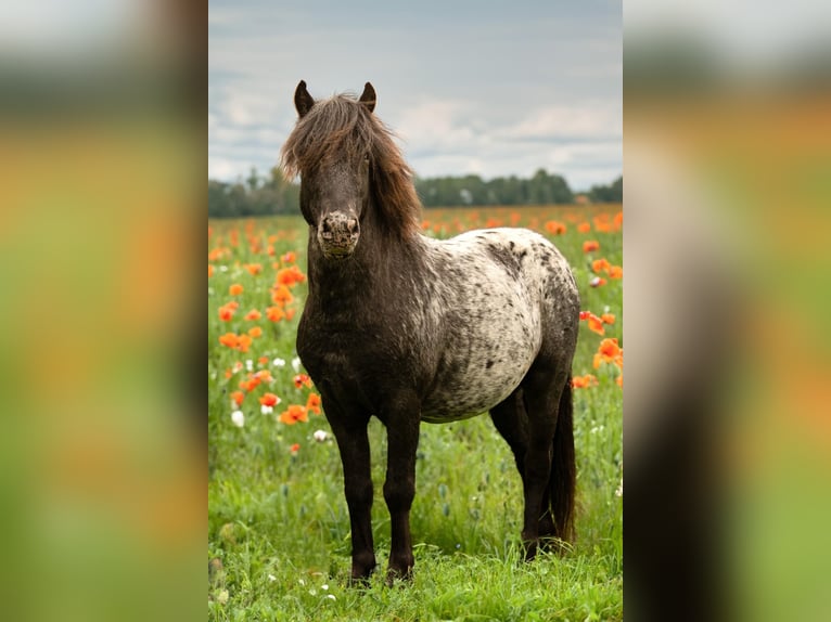 Shetland Ponies Stallion Leopard-Piebald in Hohenthann