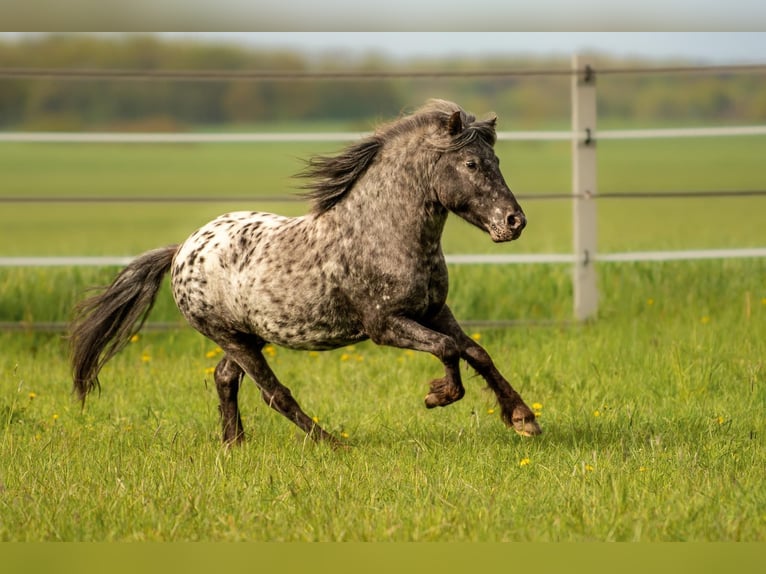 Shetland Ponies Stallion Leopard-Piebald in Hohenthann