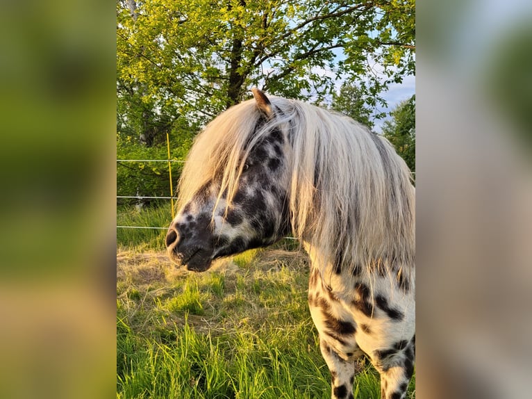 Shetland Ponies Stallion Leopard-Piebald in Naundorf