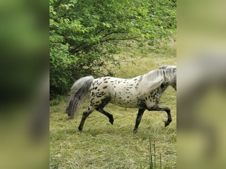 Shetland Ponies Stallion Leopard-Piebald in Vienenburg