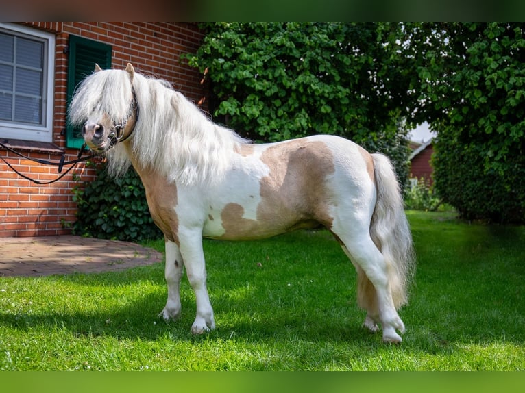 Shetland Ponies Stallion Palomino in Edewecht