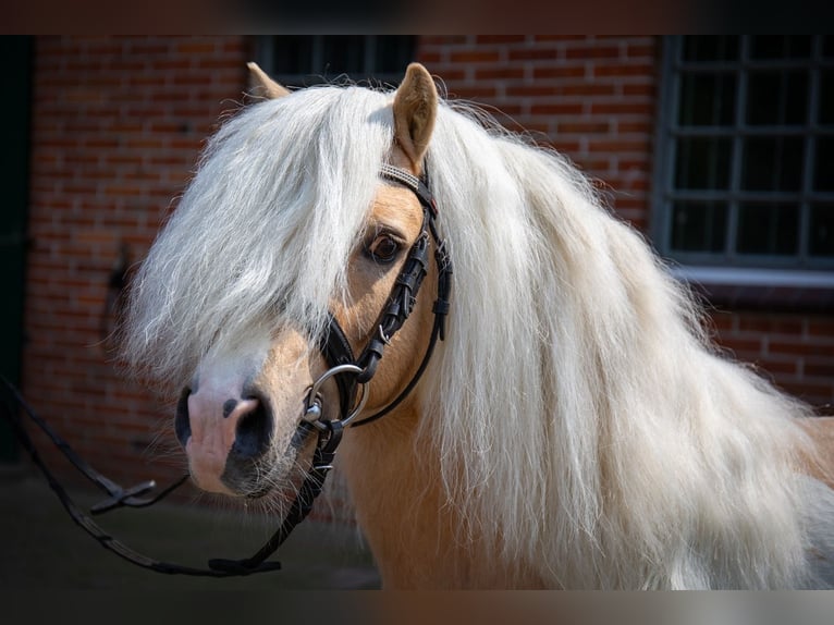 Shetland Ponies Stallion Palomino in Edewecht