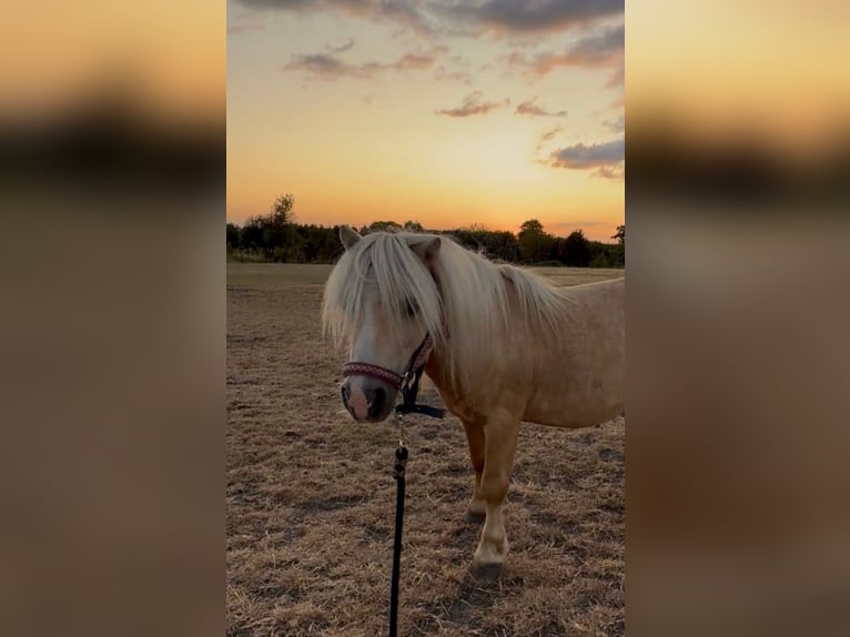 Shetland Ponies Stallion Palomino in Rotterdam