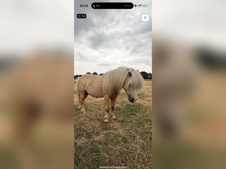 Shetland Ponies Stallion Palomino in Rotterdam