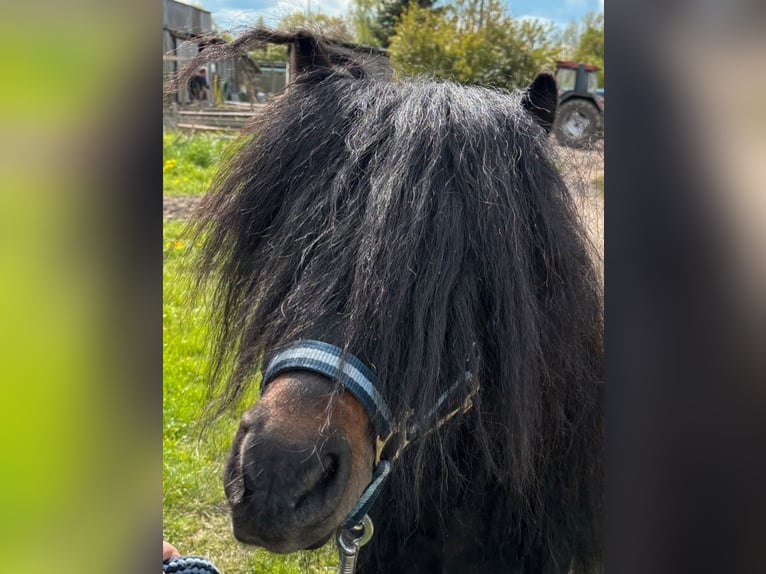 Shetland Ponies Stallion in Herzfelde