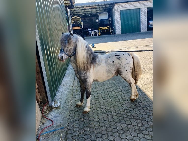 Shetland Ponies Stallion in Halsenbach