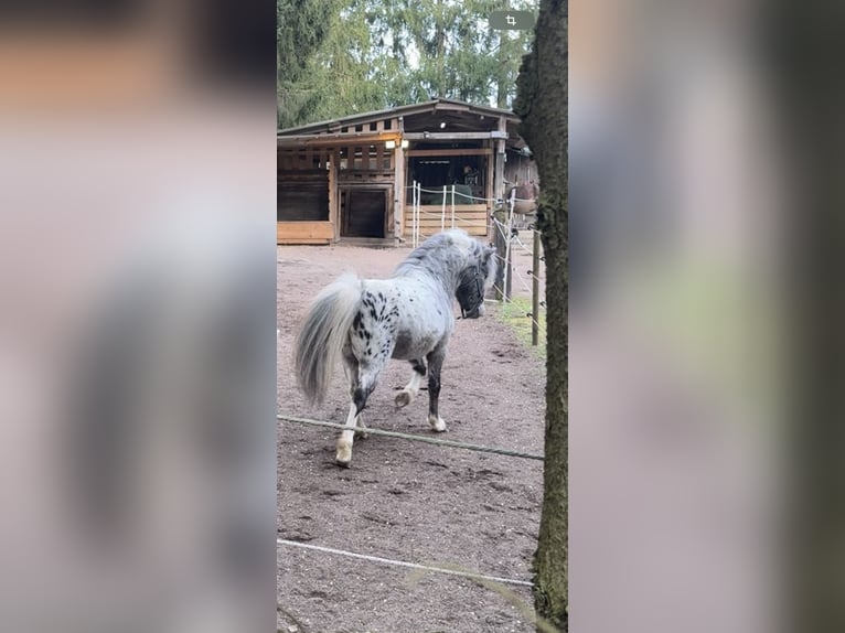 Shetland Ponies Stallion in Halsenbach
