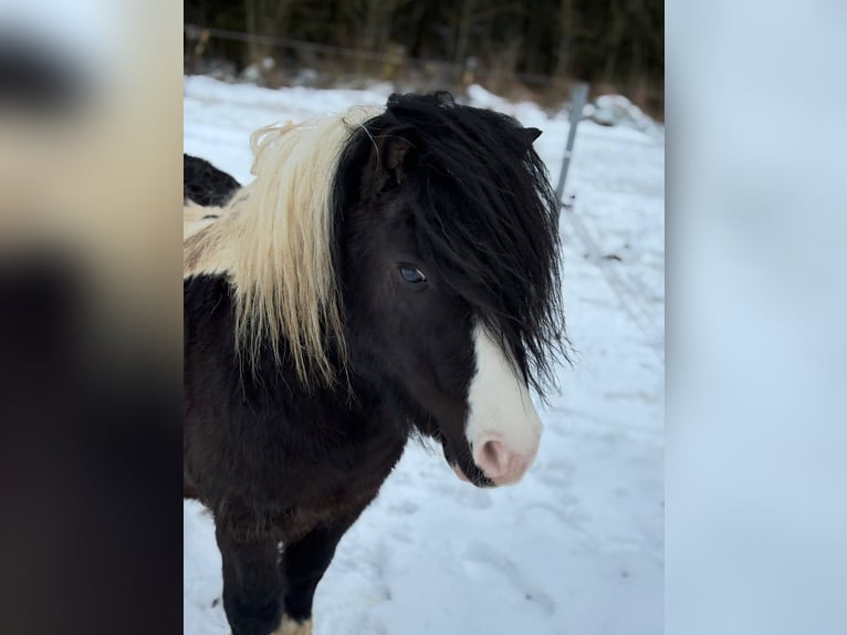 Shetland Ponies Stallion Tobiano-all-colors in Brilon