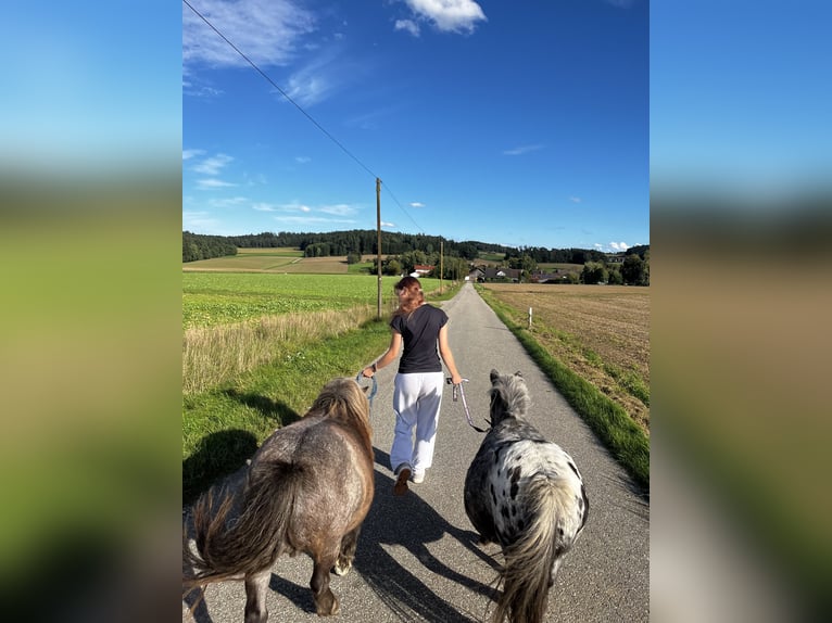 Shetland Ponies Unknown 20 years 8.1 hh Grey-Dapple in Reisbach