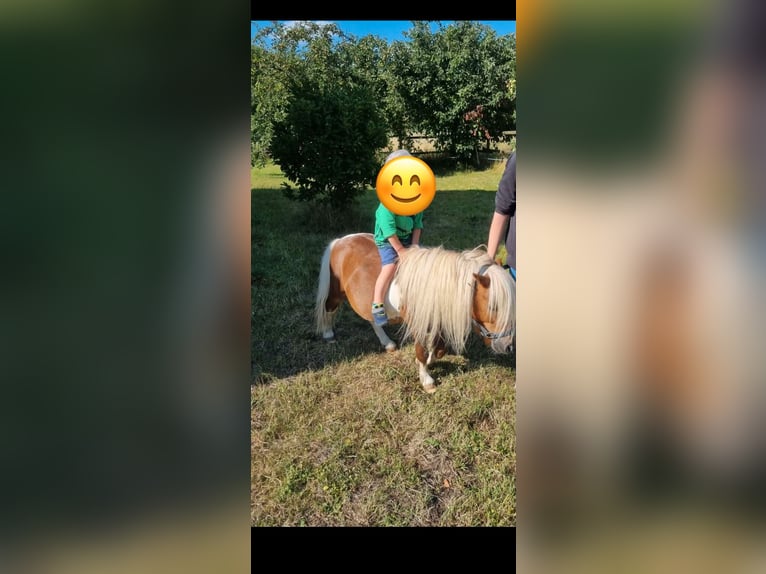 Shetland Ponys Hengst 11 Jahre 80 cm Schecke in Oelde