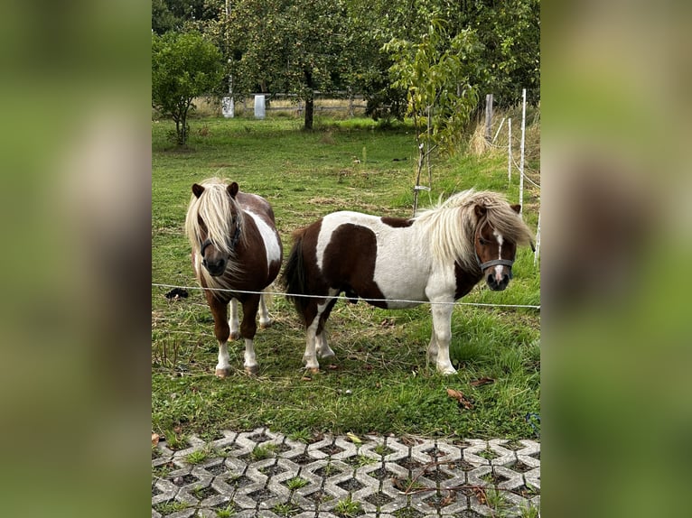 Shetland Ponys Hengst 11 Jahre 80 cm Schecke in Oelde