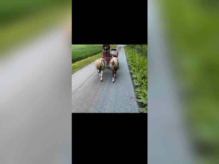 Shetland Ponys Hengst 11 Jahre 80 cm Schecke in Oelde