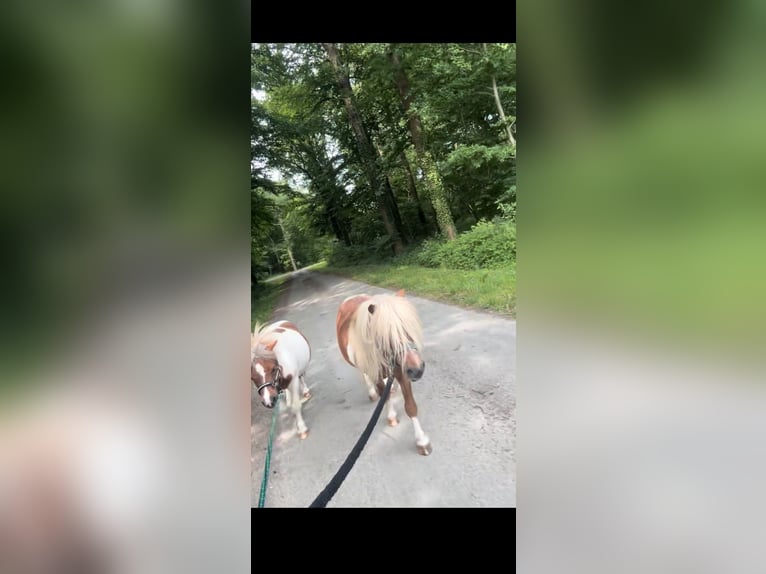 Shetland Ponys Hengst 11 Jahre 80 cm Schecke in Oelde