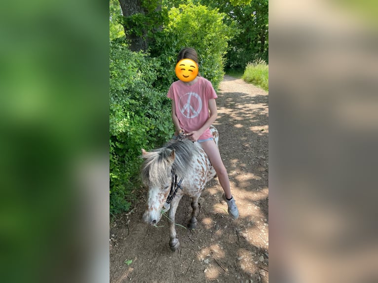 Shetland Ponys Hengst 12 Jaar 100 cm in Baiersdorf