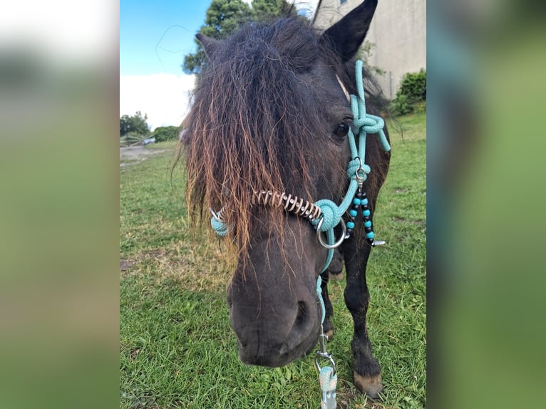 Shetland Ponys Hengst 12 Jaar 91 cm Zwart in Lübeck