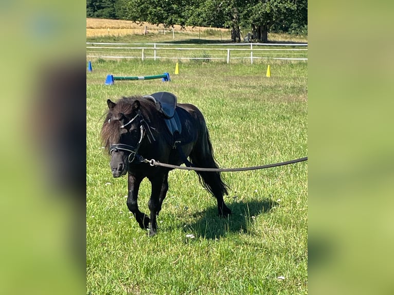 Shetland Ponys Hengst 12 Jaar 91 cm Zwart in Lübeck