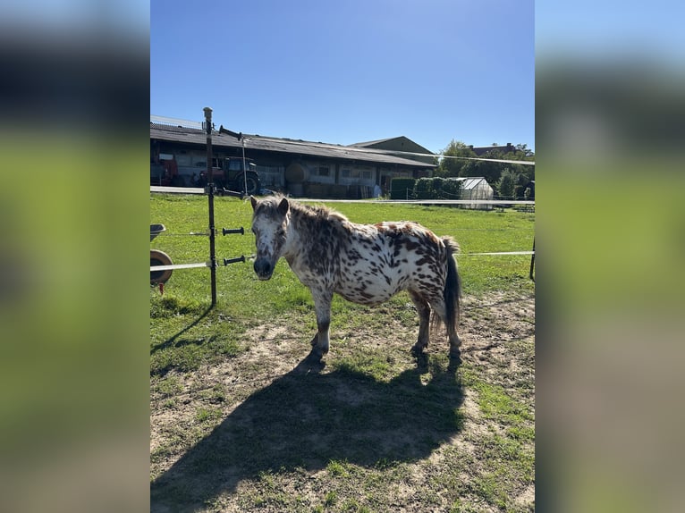 Shetland Ponys Hengst 12 Jahre 100 cm in Baiersdorf