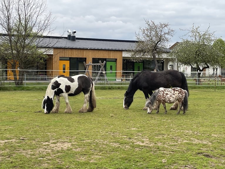Shetland Ponys Hengst 12 Jahre 100 cm in Baiersdorf