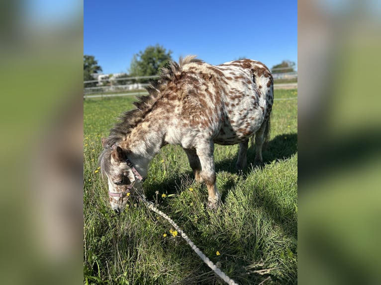 Shetland Ponys Hengst 12 Jahre 100 cm in Baiersdorf