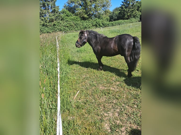 Shetland Ponys Hengst 12 Jahre 91 cm Rappe in Lübeck