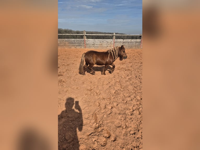 Shetland Ponys Hengst 13 Jaar 80 cm Vos in Ars-sur-Moselle