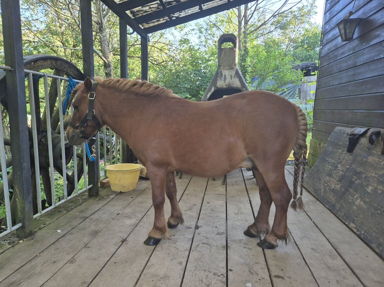 Shetland Ponys Hengst 13 Jahre 80 cm Fuchs in Ars-sur-Moselle