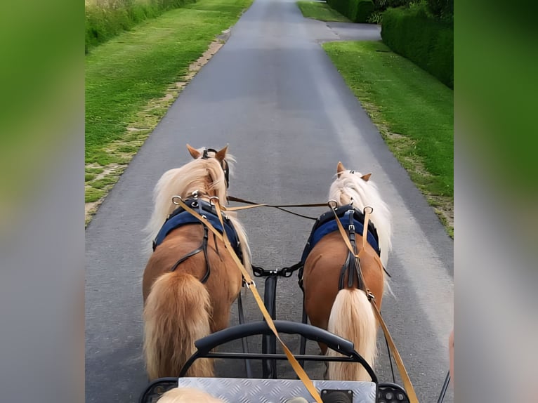 Shetland Ponys Hengst 14 Jaar 83 cm Vos in Ahaus