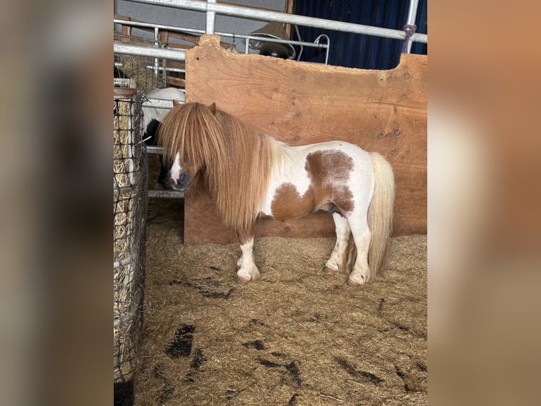 Shetland Ponys Hengst 14 Jahre 85 cm  in Daleiden