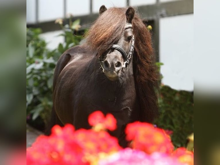 Shetland Ponys Hengst 14 Jahre 85 cm Rappe in Schieder-Schwalenberg