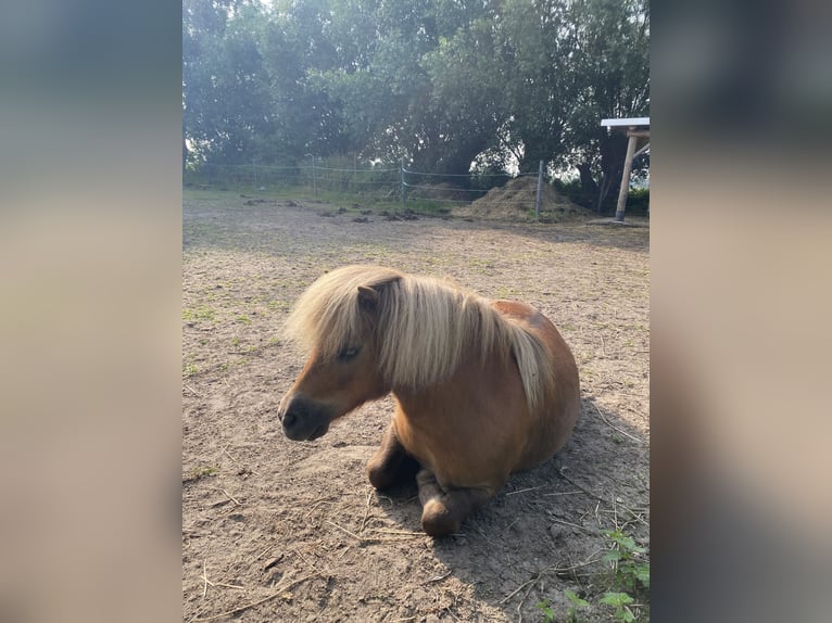 Shetland Ponys Hengst 14 Jahre 88 cm Fuchs in Wangerland