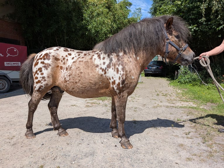 Shetland Ponys Hengst 15 Jahre 105 cm Tigerschecke in Ovelgönne