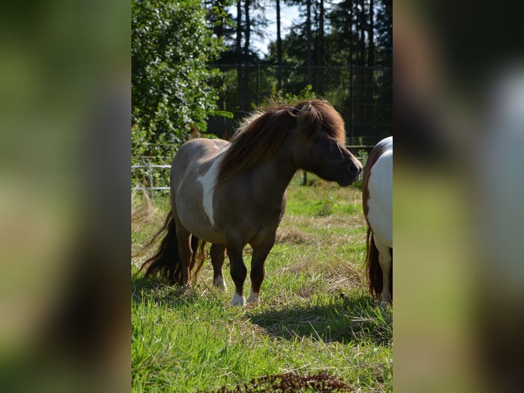Shetland Ponys Hengst 15 Jahre 84 cm Grullo in Gro&#xDF;enkneten